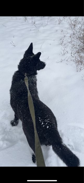 Кобель ищет невесту (вязка)