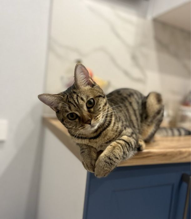 Кошка 2,5 года Караганда