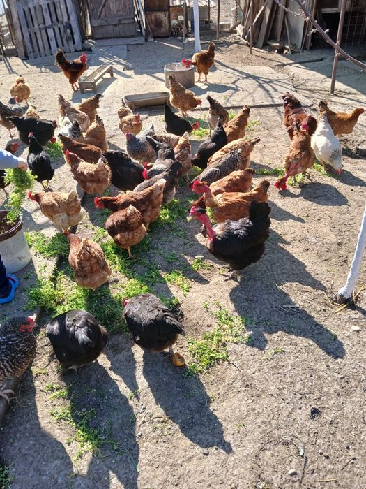 Vând oua ptr incubator 2lei si ptr consum 1,5 lei