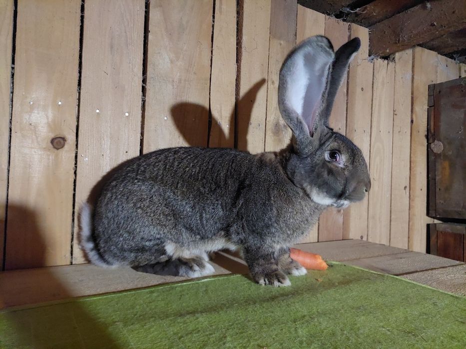 Disponibil mascul uriaș german gri