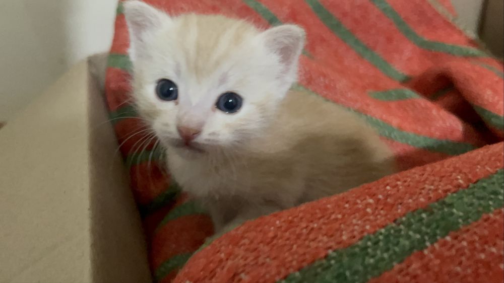 Котенок в добрые руки