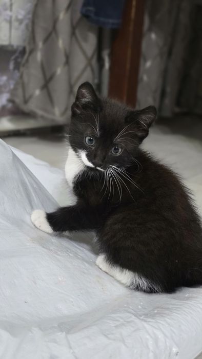 Отдам котят 2 месяца
