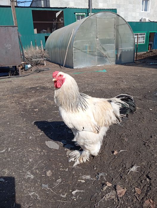 Продается петух брамо светлый