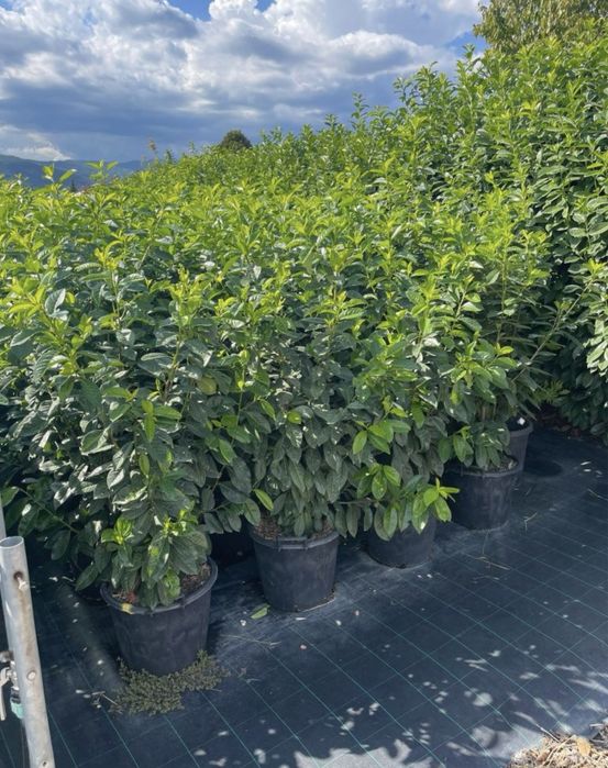 Prunus laurocerasus novita