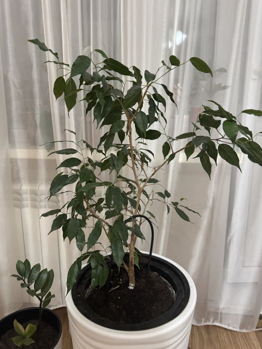 Продам фикус Бенджамина