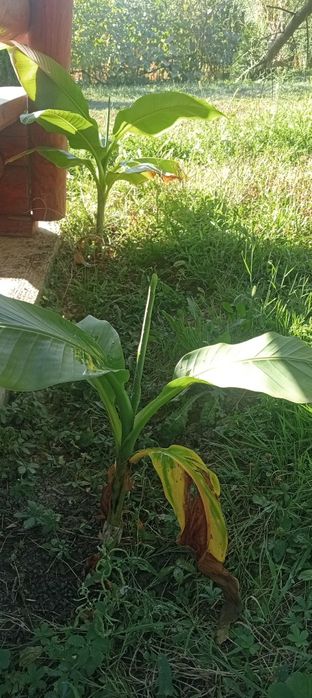 Bananieri  100 lei