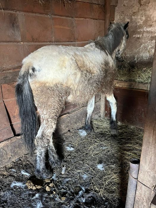 Семіз құнан сатылады