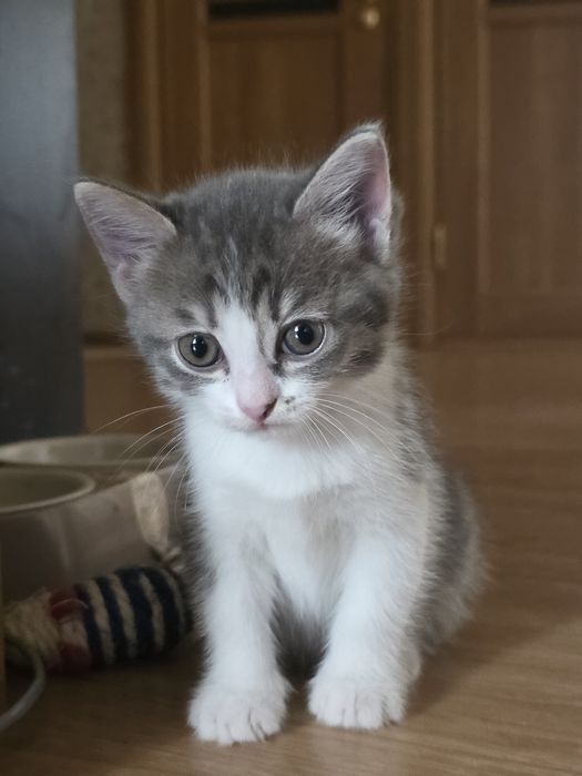 Котёнок-девочка 2 месяца в добрые руки