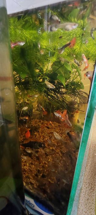 Аквариумные рыбки