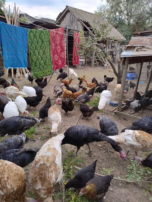 Curci  de tara din primavara