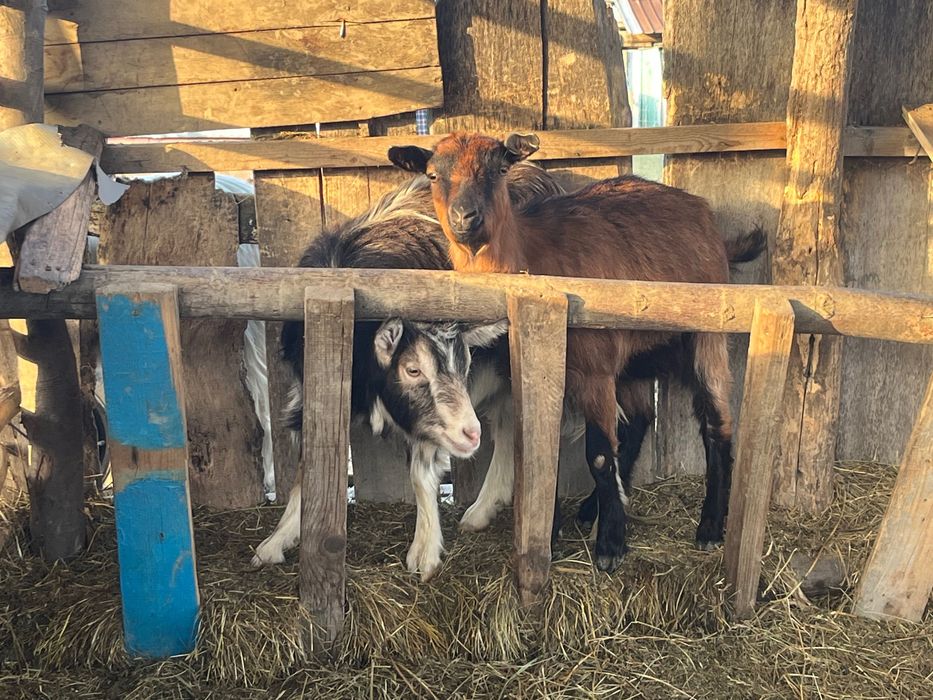 Vând capre cu iezi și fără