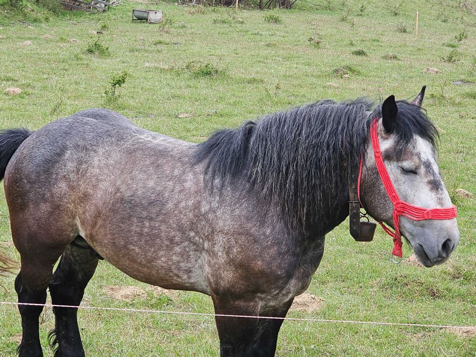 Vand manz de 2/3 ani