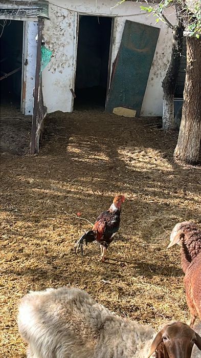 Продам даканы разные цены