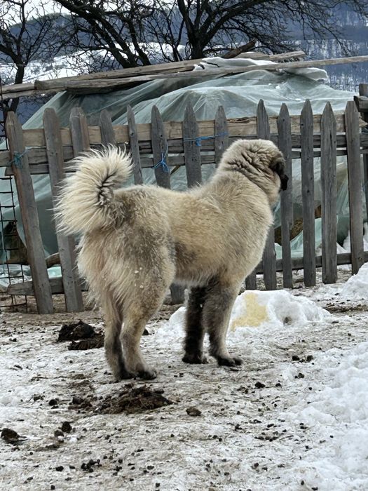 Câine de 1 an…….