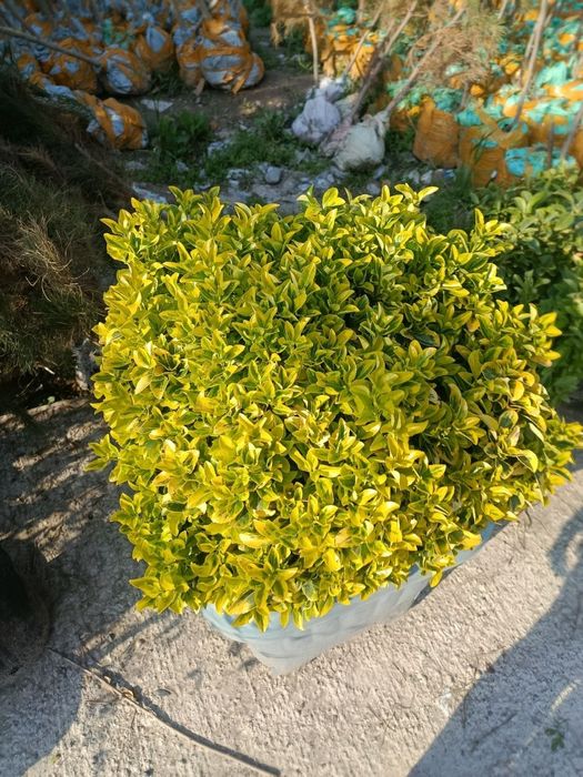 koʻchatlar optom
