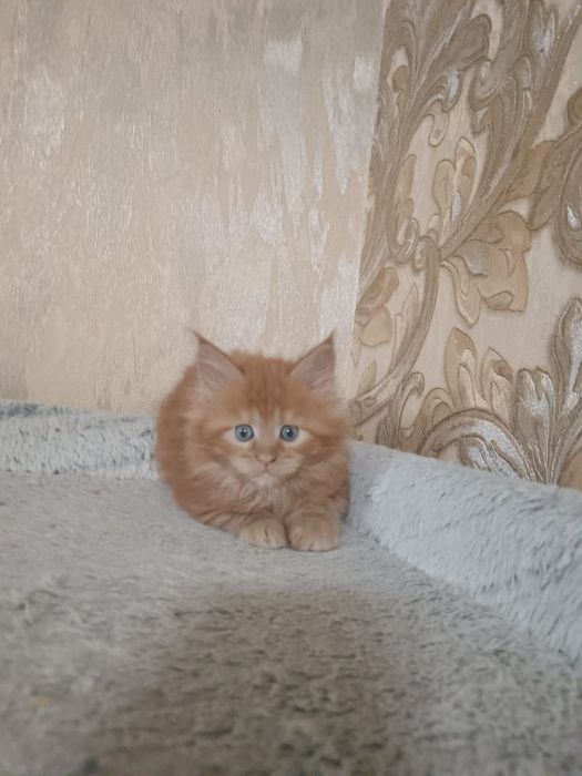 Котята мейн кун.