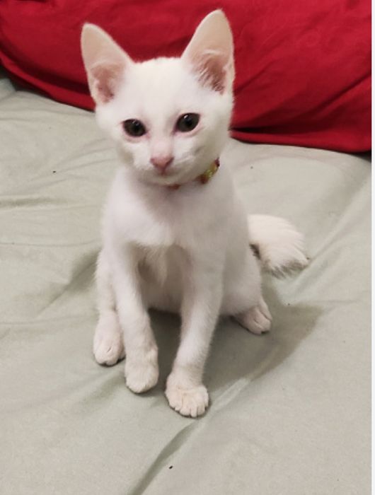 Котёнок Девочка Бесплатно