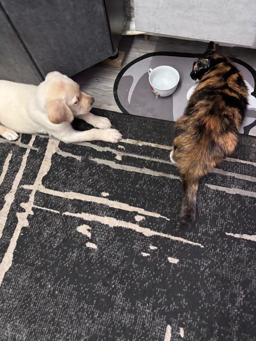 Продам щенка лабрадора