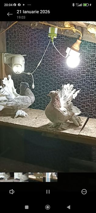 Porumbei voltati indieni