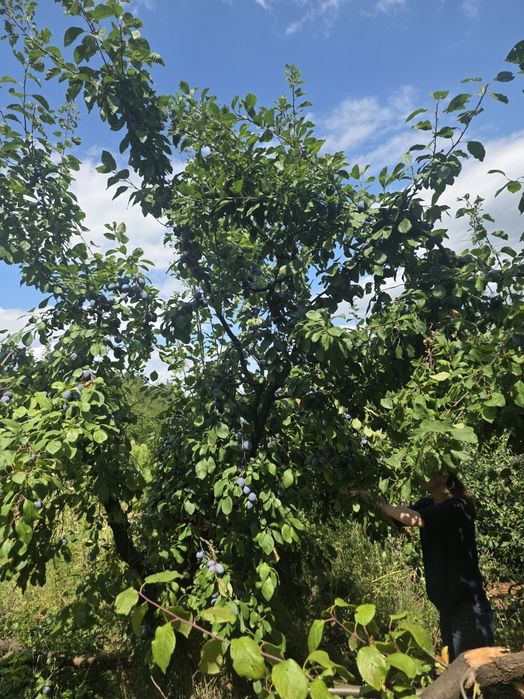 Tuica de prune 40 litri-Ploiesti Prahova si imprejurimi