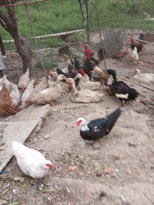 Продаются утки дают яйца