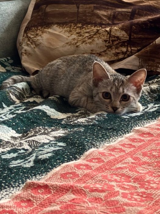 котёнок 5 месяцев