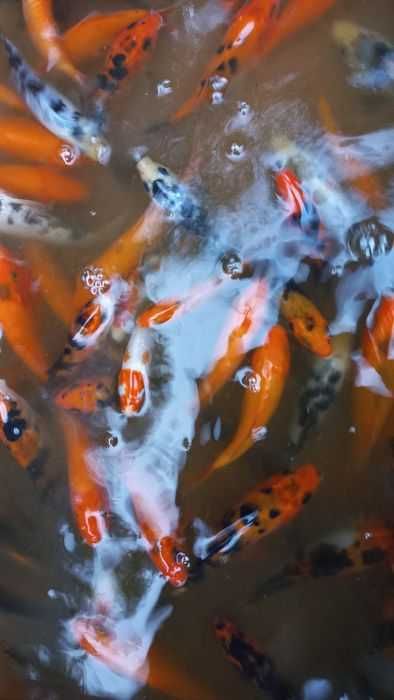 Риби японски шаран  КОИ 15/20 см