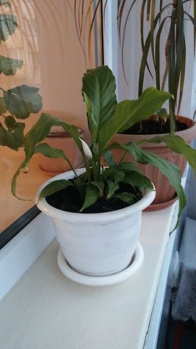 Драценна, женское счастье, герань