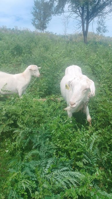 Козы и козлят, бонус