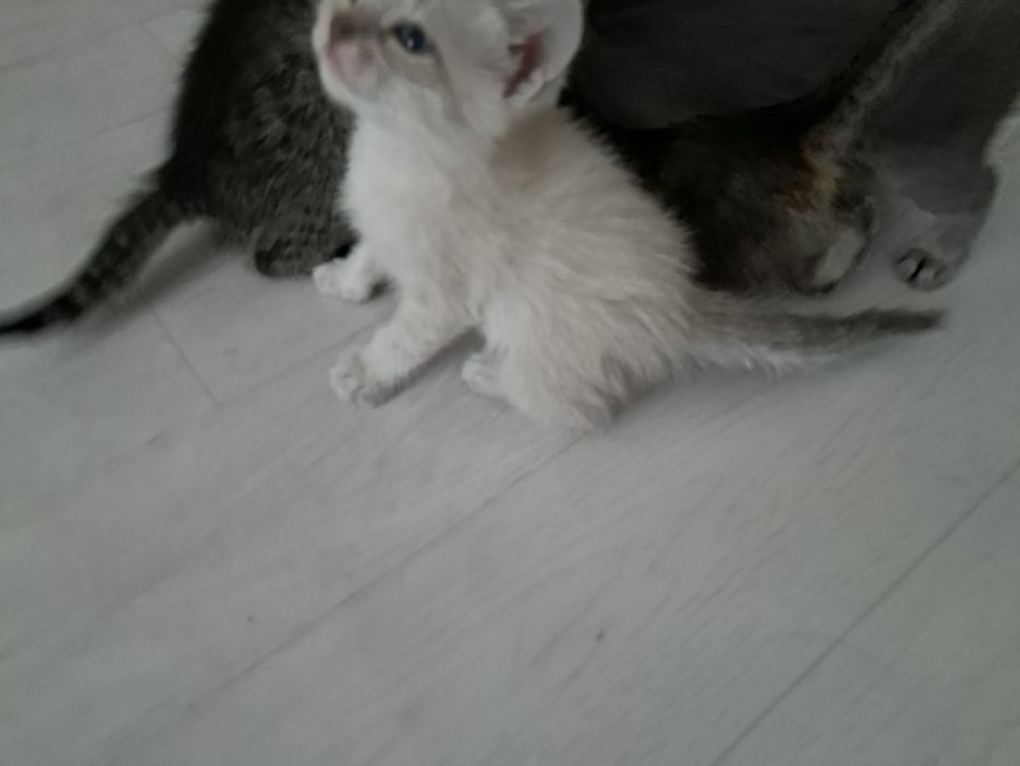 Котята отдам в добрые руки
