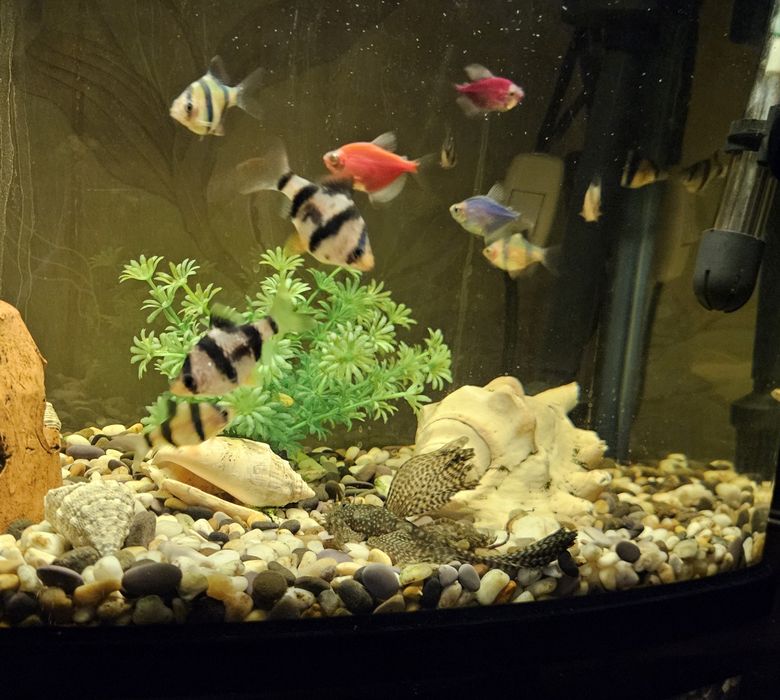 Аквариум вместе с рыбками