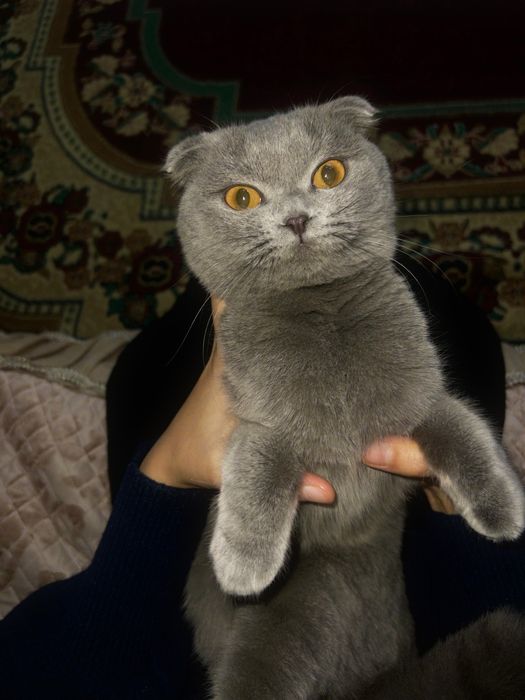 Кошка             .