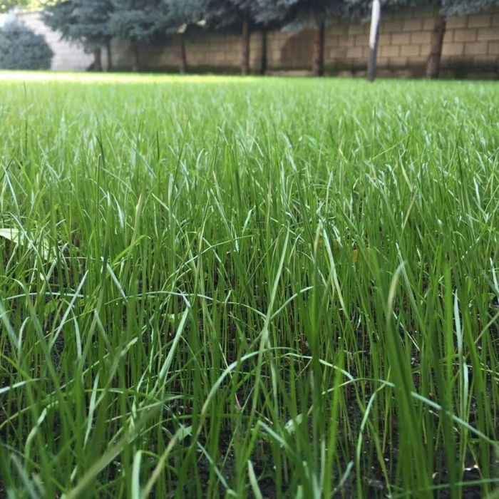 Газон автополив лантшафтный дизайн