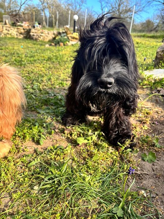 Продавам кокер - лагото