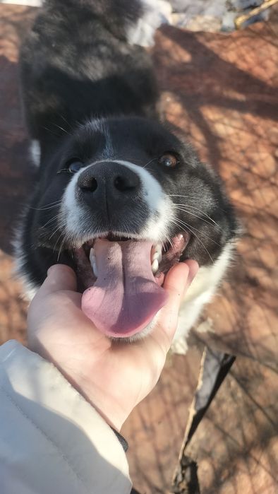 Ищем жениха РЕЛ чистокровного