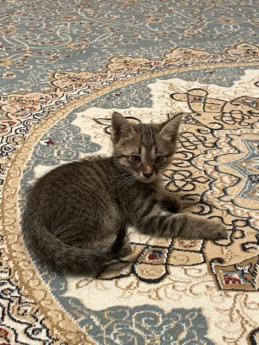 Котятя в добрые руки