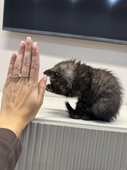 Котенок ищет дом