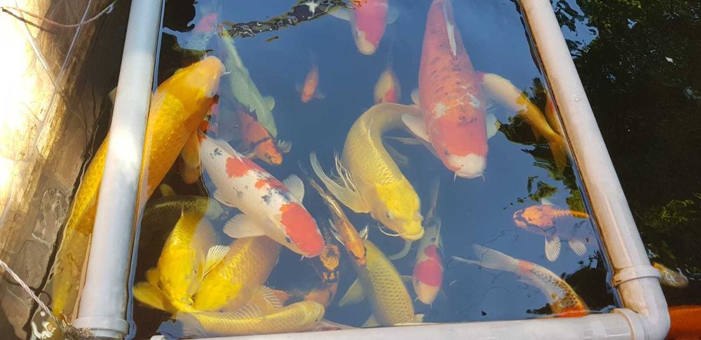 Vand crapi koi si plante de iaz