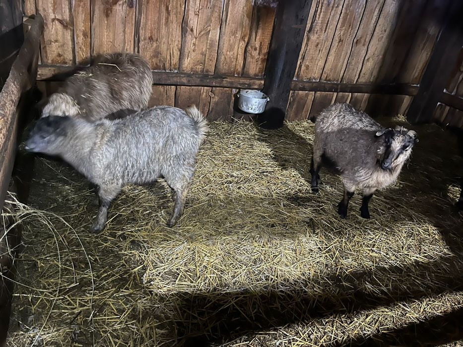 Продам МРС овцы козы