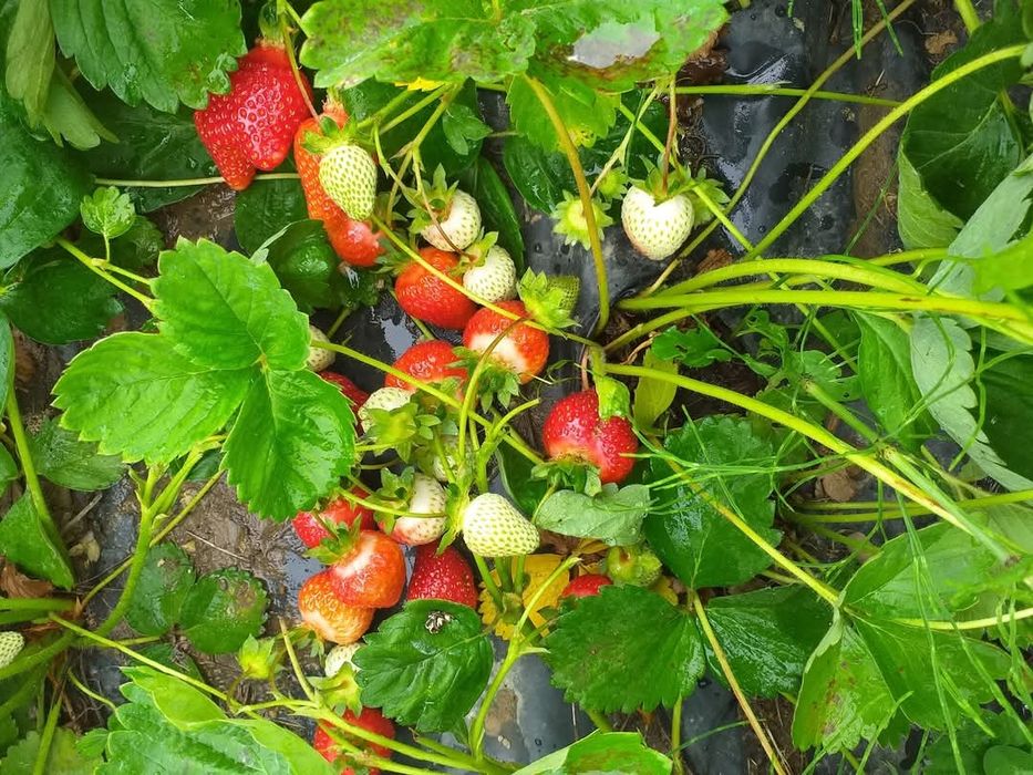 Разсад за ягоди само сега на промо цена 0.30 €