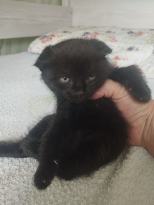 Продаются котята шотландские вислоухие