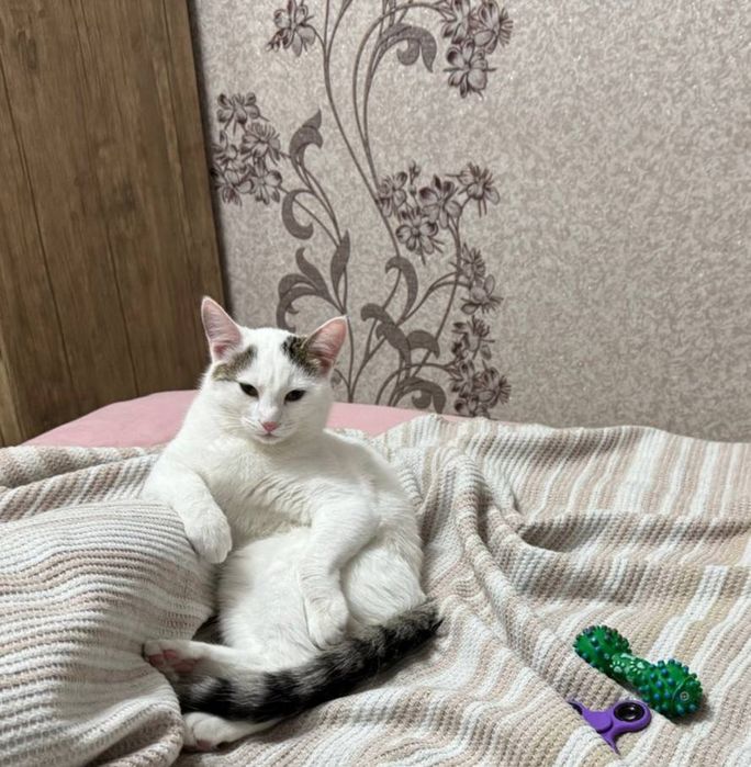 Отдам двух котят в добрые руки
