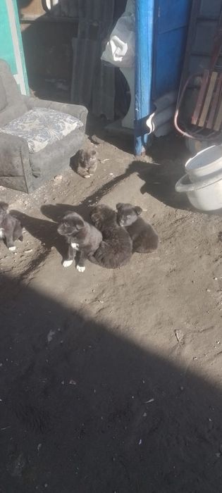 Отдам даром щенят