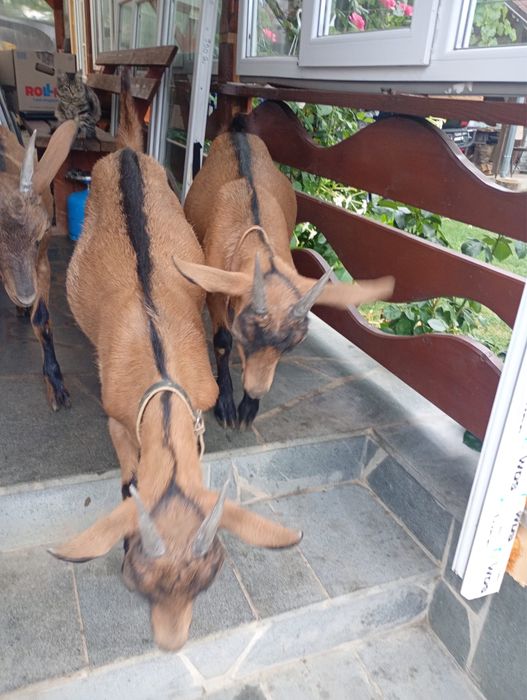 Capre rasa Alpina Franceză