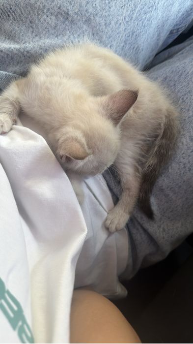 Котенок 1,8 месяц