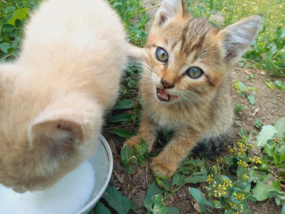 Котята в добрые руки