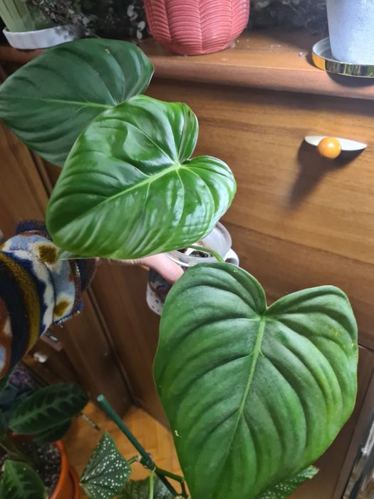 Philodendron Dean McDowell
