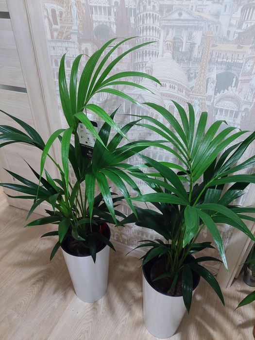 Цветы для офисов и гостиниц