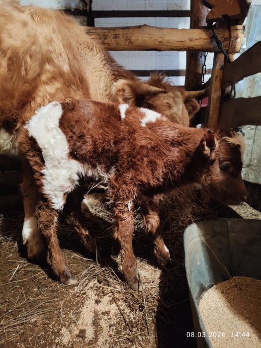 Корова мясная, молочная