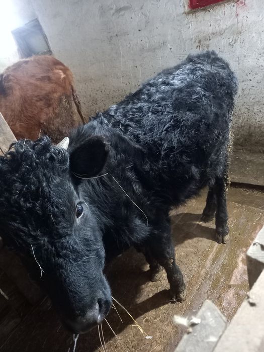 Айырбас біржасар бұқа